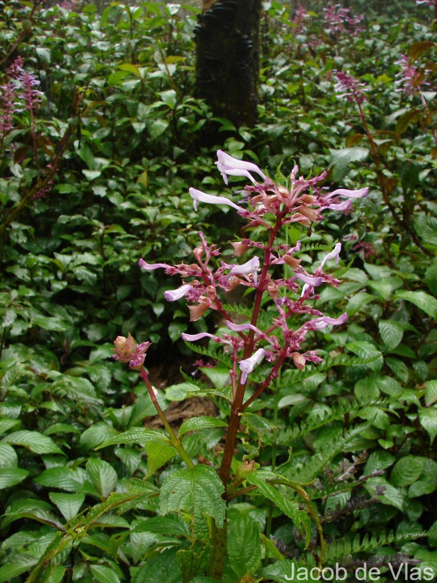 Coleus inflatus Benth.